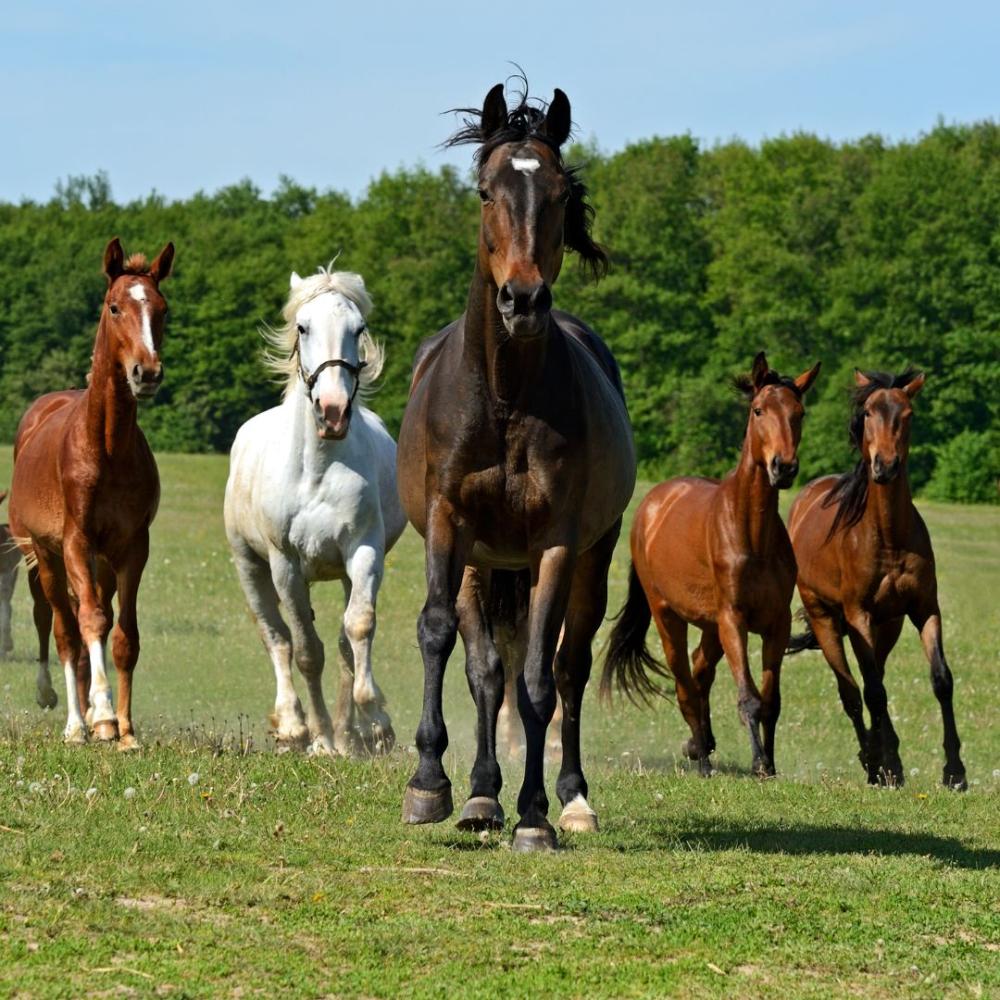 Horse Breeds
