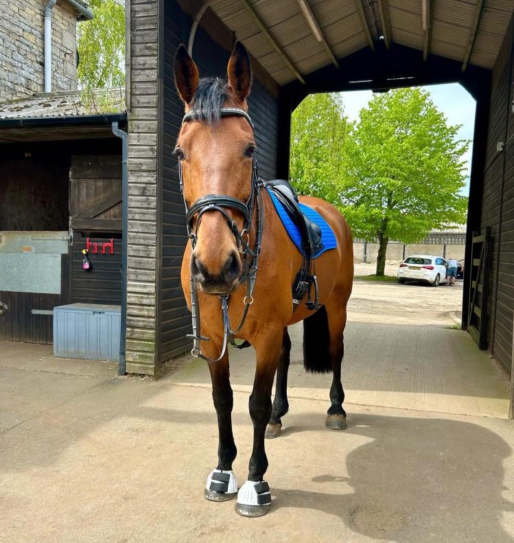 Equine Hacks